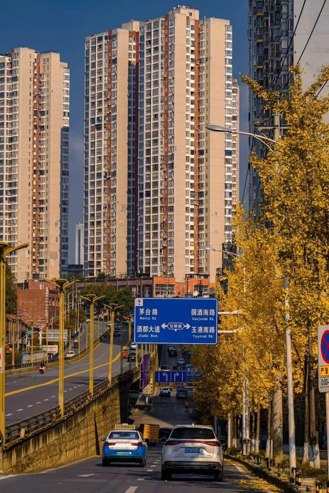 【天眼图片】仁怀冬日限定美景上线 满城银杏披“金衣”