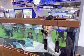 水族用品展会促销出奇招：鱼缸里现真人版“美人鱼”图片