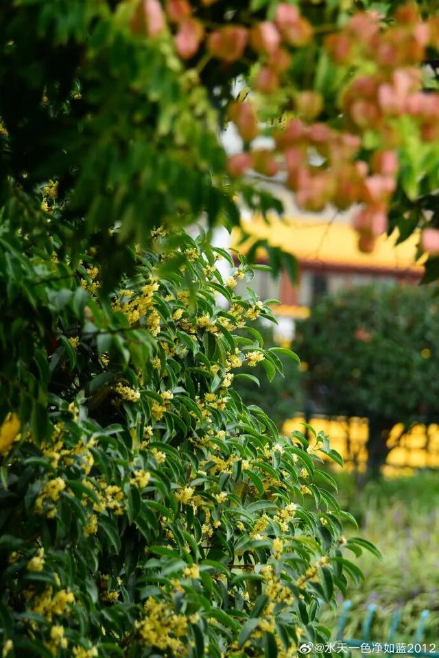 秦淮花事 | 秋日限定！在秦淮，与一场桂花雨不期而遇→