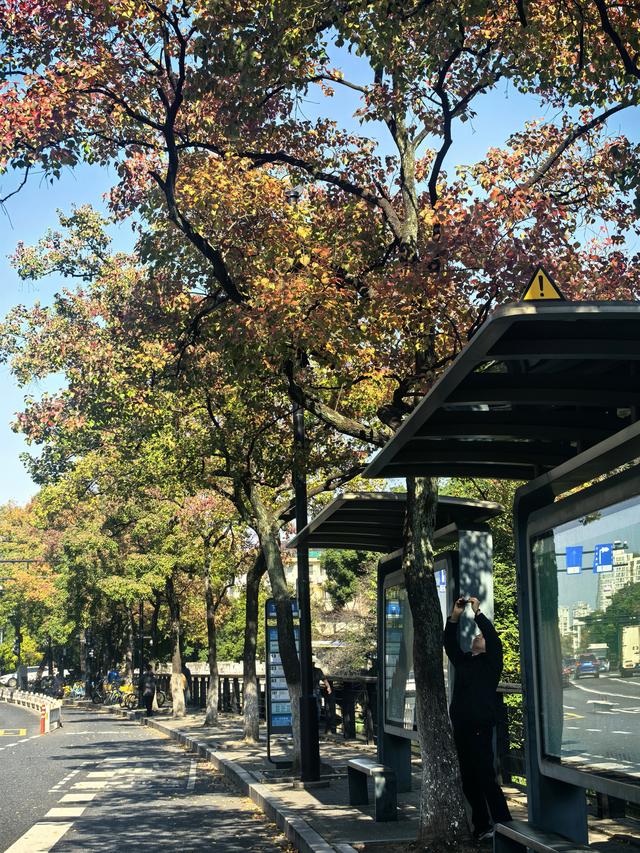 晚潮｜乌桕染秋路　霜叶读杭城