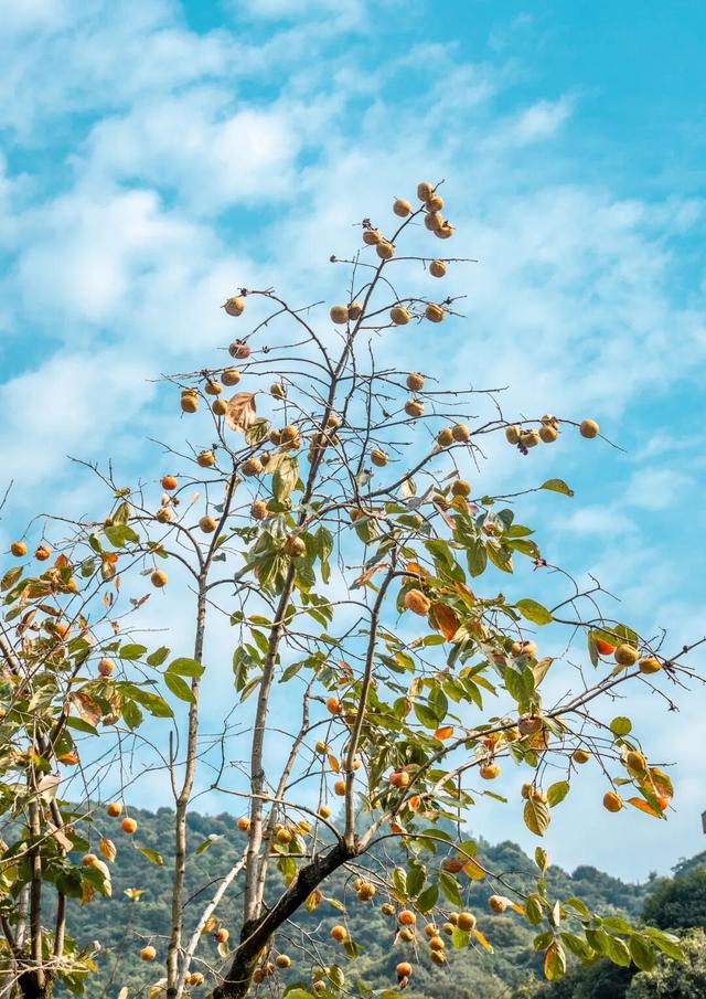 今日重阳｜更受年长者青睐的登山游TOP10在这里！
