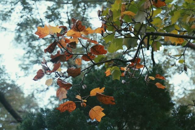 植物园不止失去一个秋天
