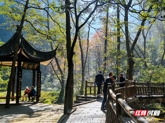 张家界金鞭溪：大雪时节山水织就斑斓画，暖阳里游人醉享秋韵余温
