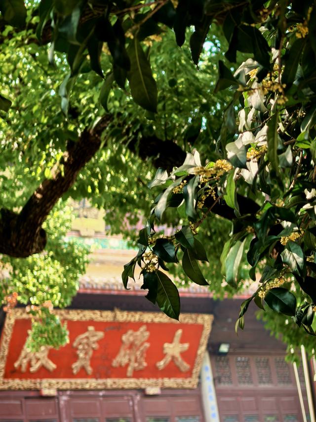 晚潮｜桂语幽境