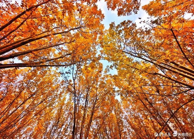 沂河岸边秋景美，抬眸尽是好风光