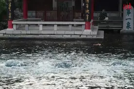 果然视频|济南趵突泉迎来连续喷涌20周年图片
