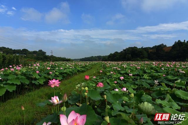 高清湖南丨荷香满村，山水为邻，走进汨罗这个静谧的村落