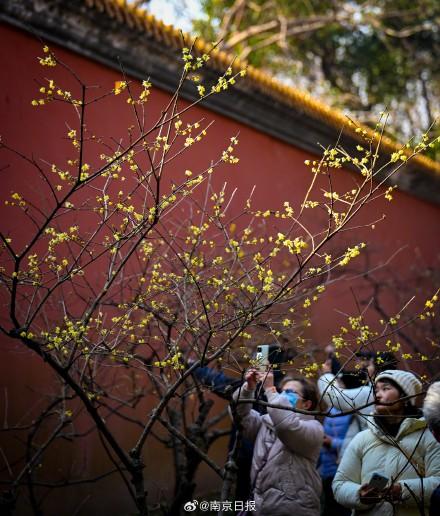 蜡梅盛开，香气袭人