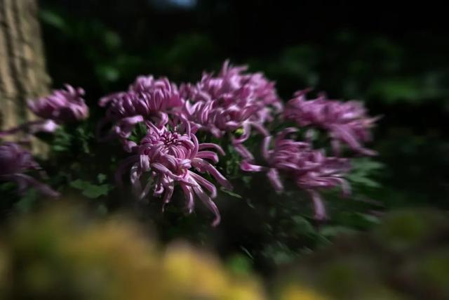 松江秋日限定：一半花海浪漫，一半园林诗意