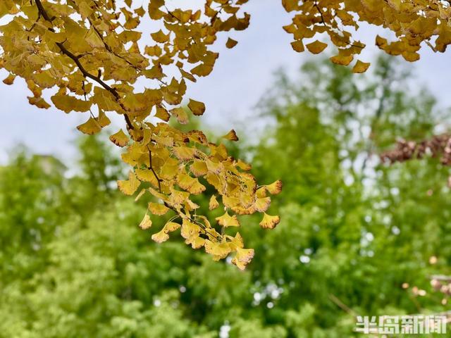 秋染李村河！五彩斑斓绘就城市生态画卷