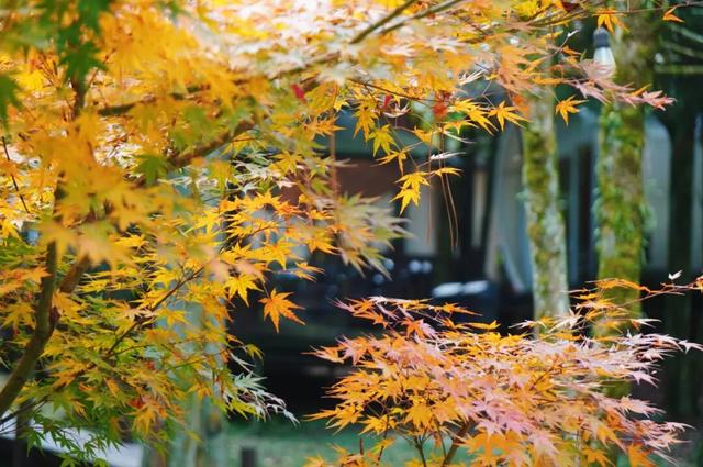 福建暖冬，又是一年好“枫”景