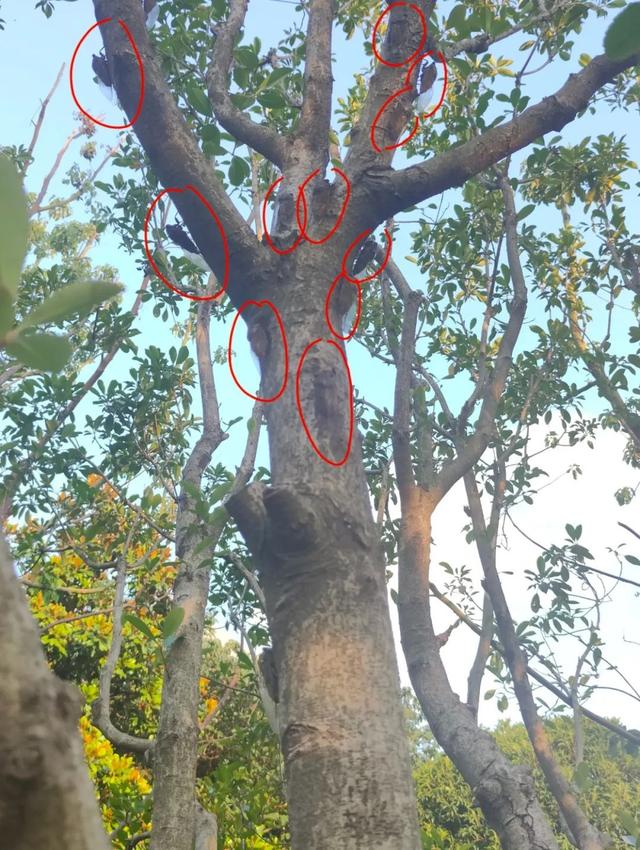“被滋了一脸，还舔了舔……”近期很多人中招已崩溃！不是雨！不是空调水！专家提醒