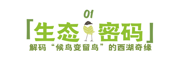 12.07 独立营｜冬日寻羽记：解码西湖候鸟的越冬密码！鸟类专家带队，探秘茅家埠“鸟类天堂”，体验听声辨鸟、飞羽寻踪的野趣周末！