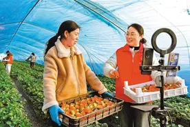 硕果飘香图片