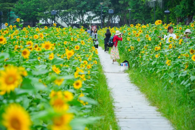 开往秋天花海的地铁，快上车！丨一“线”游广佛