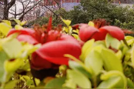 金顶重现光辉！中山纪念堂修缮工程预计4月基本完成屋面施工图片