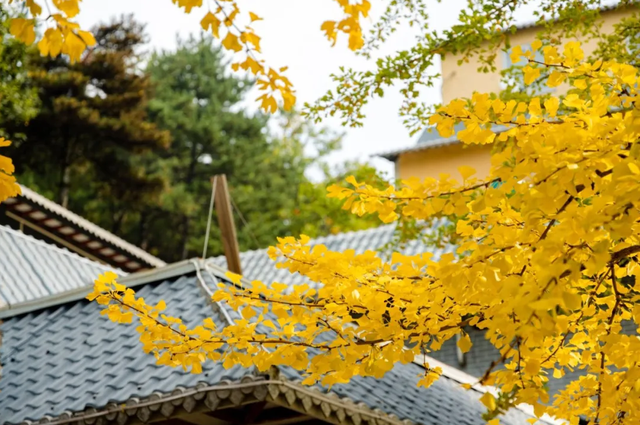 别再问了！洛阳秋色天花板，就藏在这里→