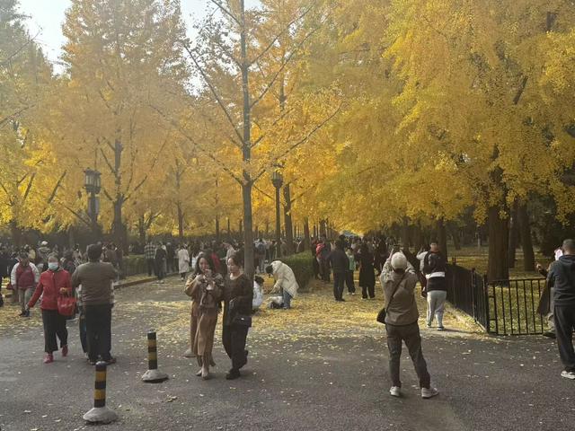 “秋叶打卡”成新宠，南方游客专程来北京赶秋