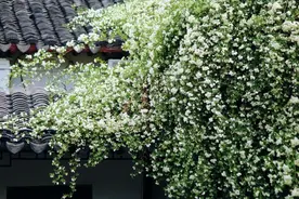 四月“顶流”来了，错过再等一年！图片