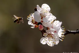 飞舞在杏花上采蜜的小蜜蜂图片