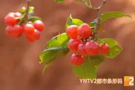 根本停不下来！汁多味美！昆明这些地方可以摘樱桃啦图片