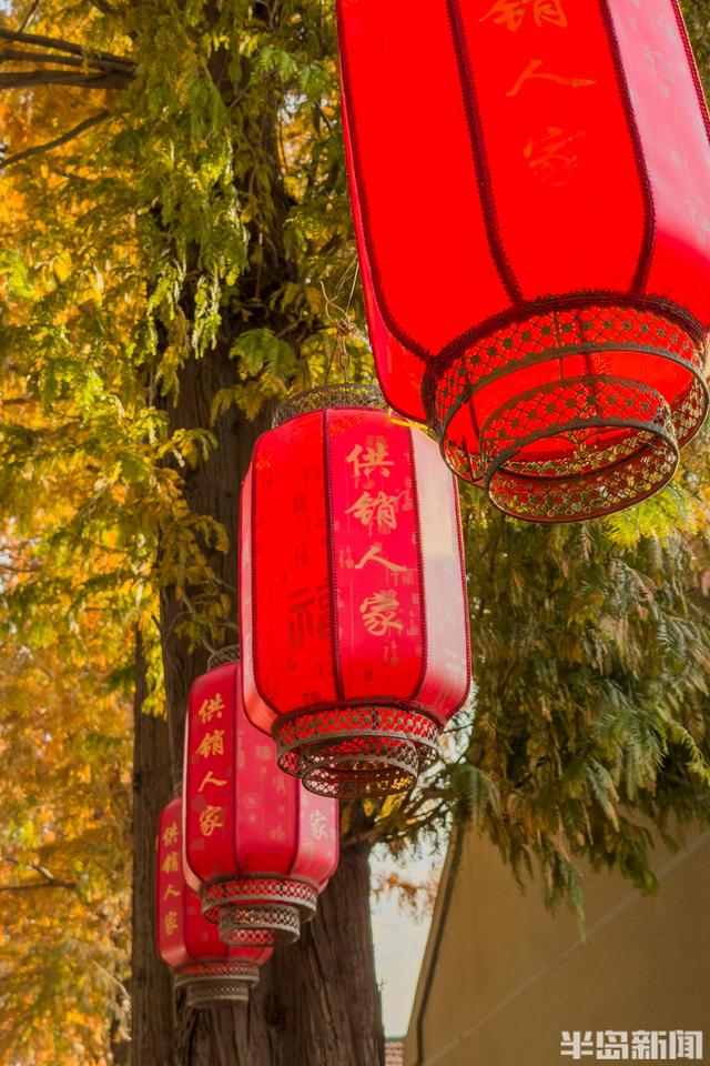 冬游青岛｜这座小村庄里“藏”着一条水杉大道，1978年栽种如今千株傲立！