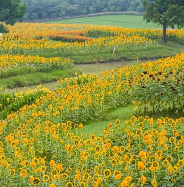 地肤、格桑花、向日葵…来金山这里赏花→