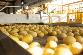 柠檬价格暴涨，柠檬茶饮会不会变贵？图片