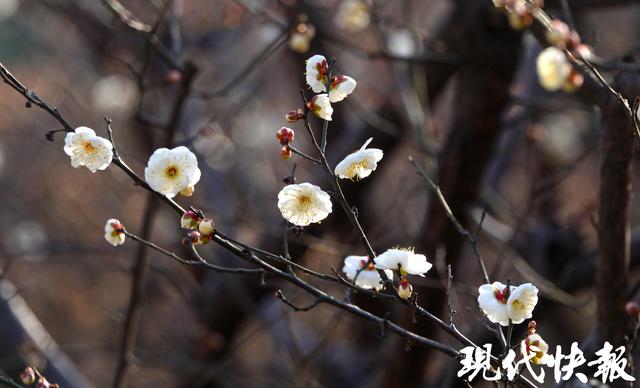 南京古林公园早梅初绽，快来探第一缕梅香