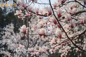 湖湘自然历｜新榜题名⑰快看，她在树上给你“比心”图片