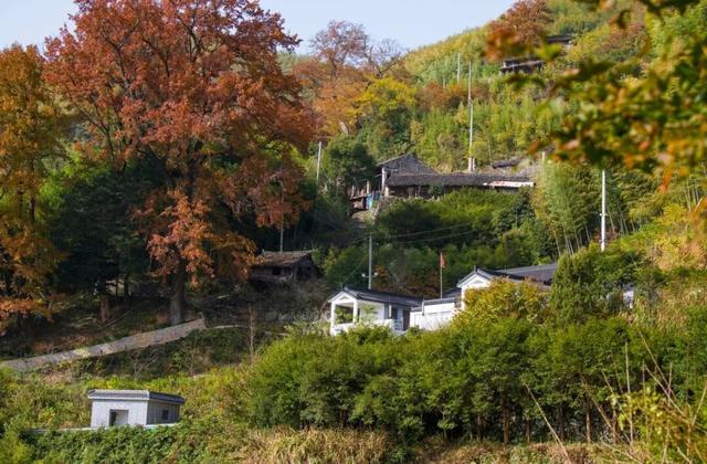 Hi走奉化② | 这条小众赏秋路线，藏有古树群“天花板”！