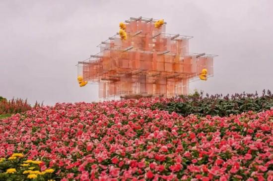 上海秋日浪漫天花板！这些花海美到让人心醉