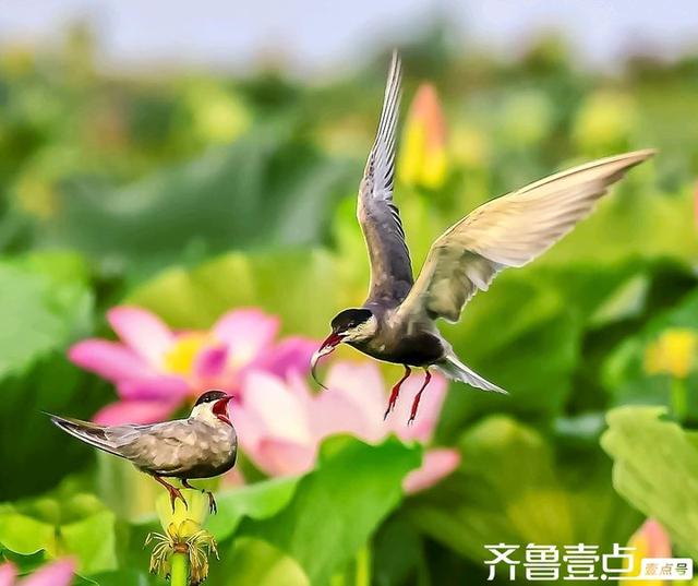华山湖湿地公园以其优美的自然景观和丰富的生态多样性闻名