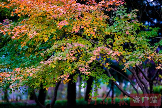 印象港区｜满目金黄，是秋写给冬的告白