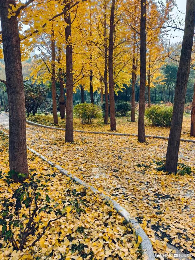秋高气爽，金色泉城公园