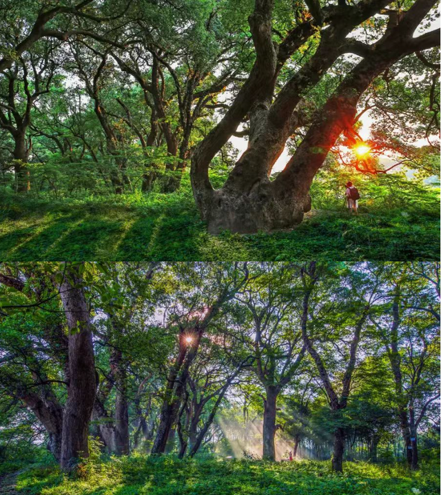 来江西这4个地方，才懂什么叫生命力！