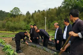 江西石城：万亩烤烟大培土 促根长叶保增收图片