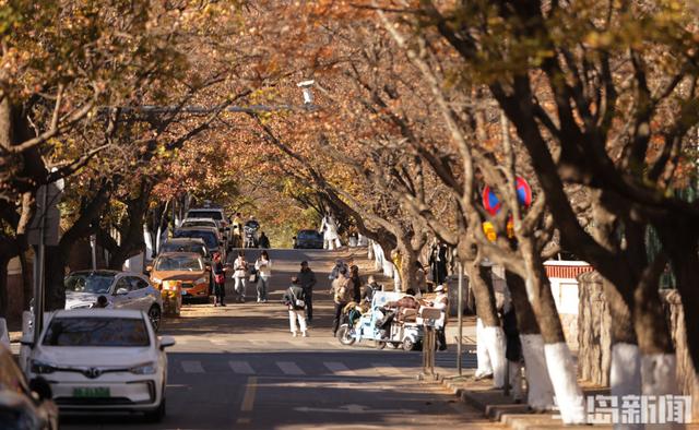 八大关枫叶抓紧看