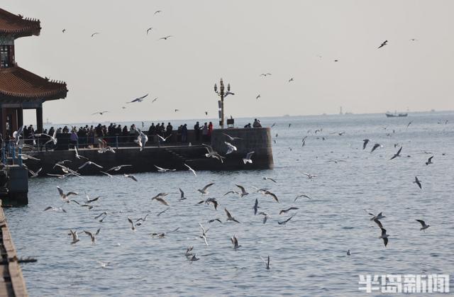 人鸥共舞 和谐画卷