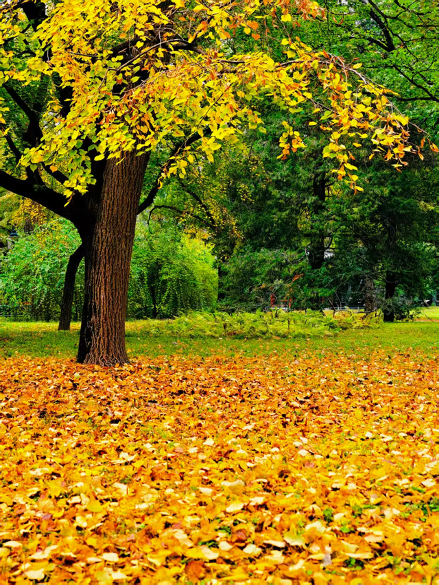 层林尽染时，邂逅北京的秋日斑斓