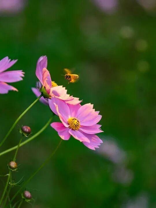 街头大量出现！常州人都已经捡上了