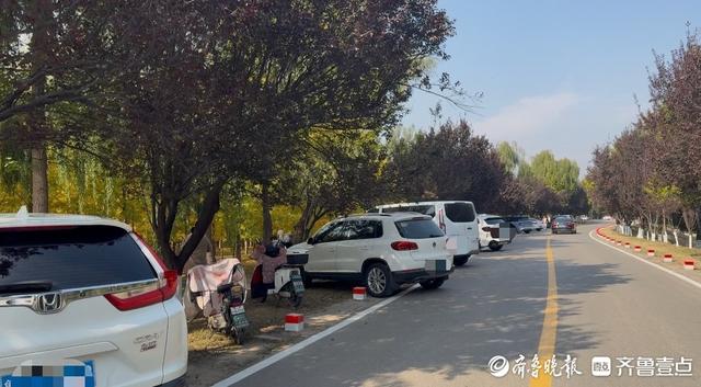 济南百里黄河风景区道路设路桩，相关部门：防止车辆驶入绿化区域