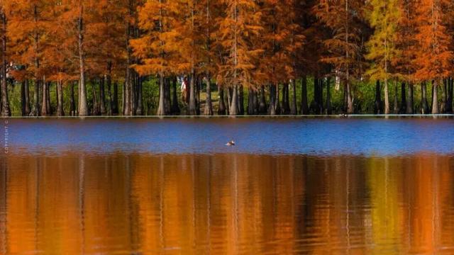 成都限定红！水杉最美季节上线，赶紧打卡
