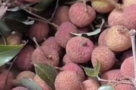 女子狂炫10斤荔枝！次日狂流鼻血进急诊，确诊“荔枝病”图片