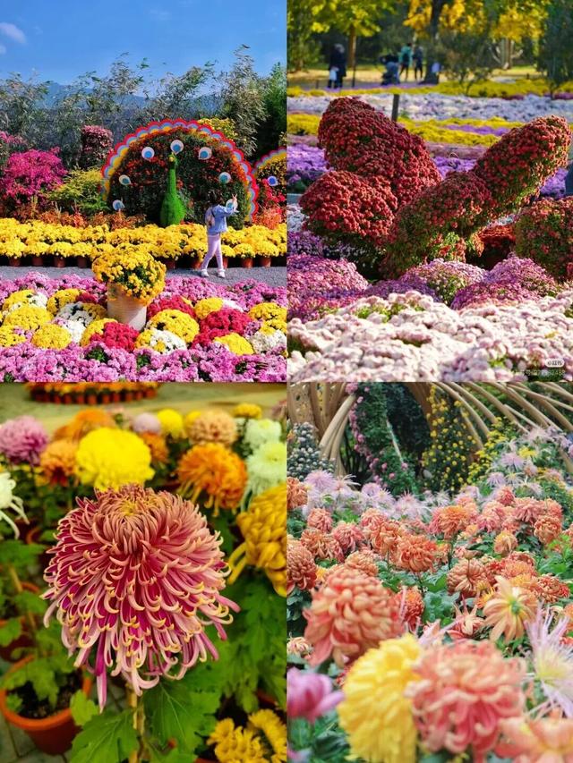 十一来宜都！看烟花秀、打铁花、万株菊花……
