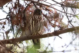 “外表似鹰，喜食昆虫”  国家二级保护鸟类北鹰鸮造访厦门图片
