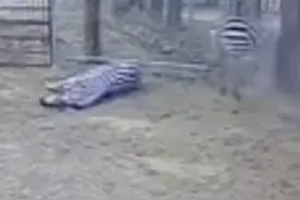 动物园斑马疑遭游客惊吓撞树而亡，林业局回应图片