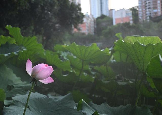 江北石门公园：雾森系统造清凉之境 荷花池畔“仙气”十足