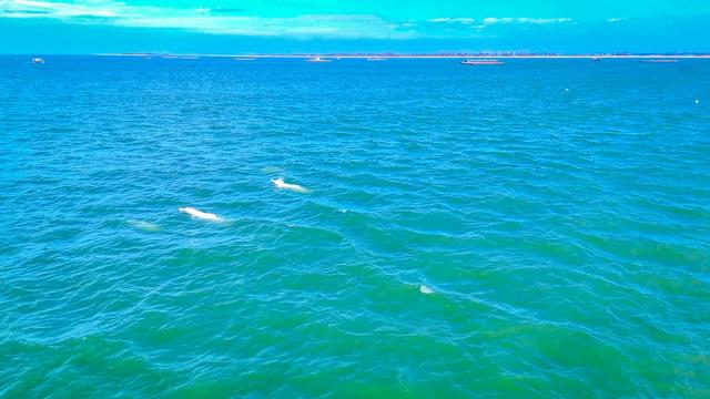 好粉，好可爱：上海媒体大V在湛江滨海喜见中华白海豚