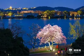 夜色西湖玉兰美 光影交织醉人心图片